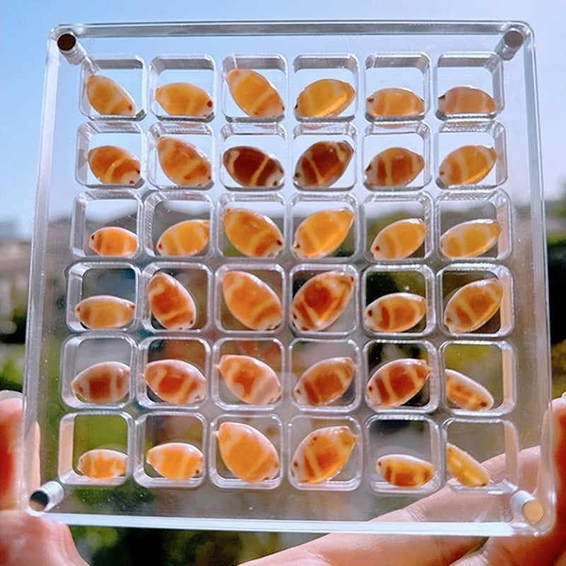 Magnetischer Muschelkasten aus Acryl