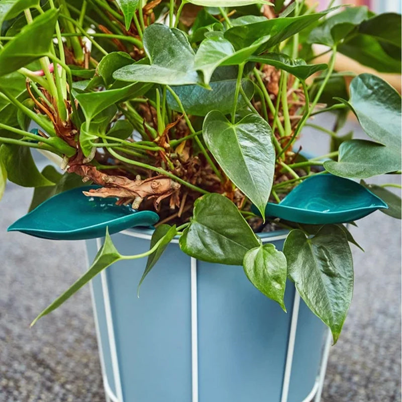 🌸🥬Lustige Gießblätter (6 Stück)🥬🌸